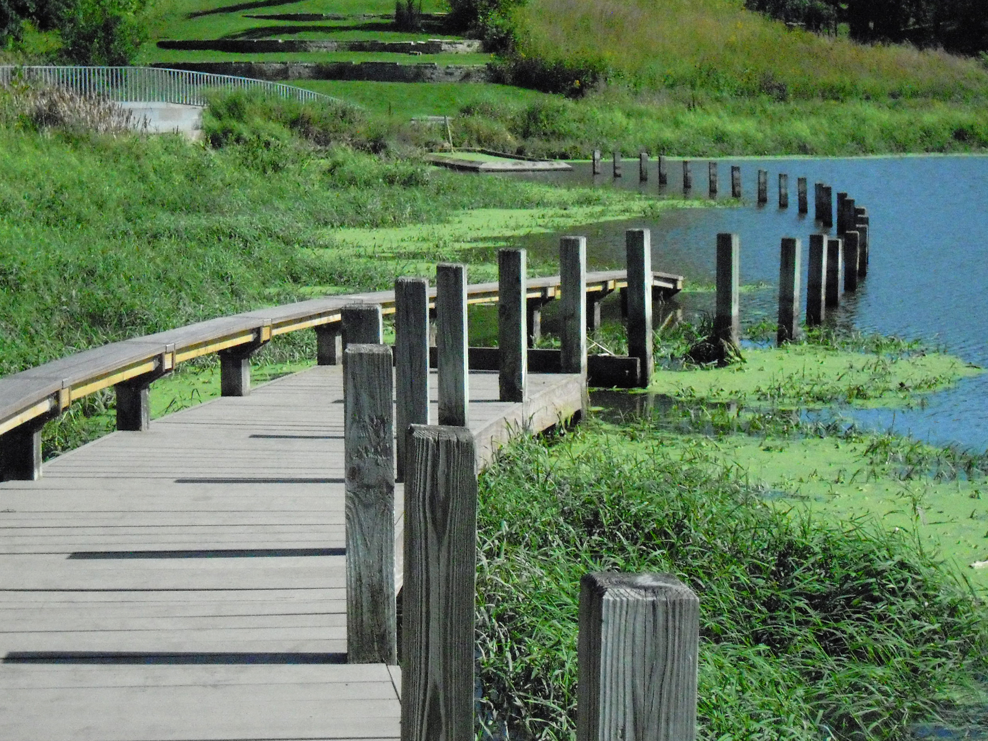 Wide shot of wooden pathway that wades into a pond
