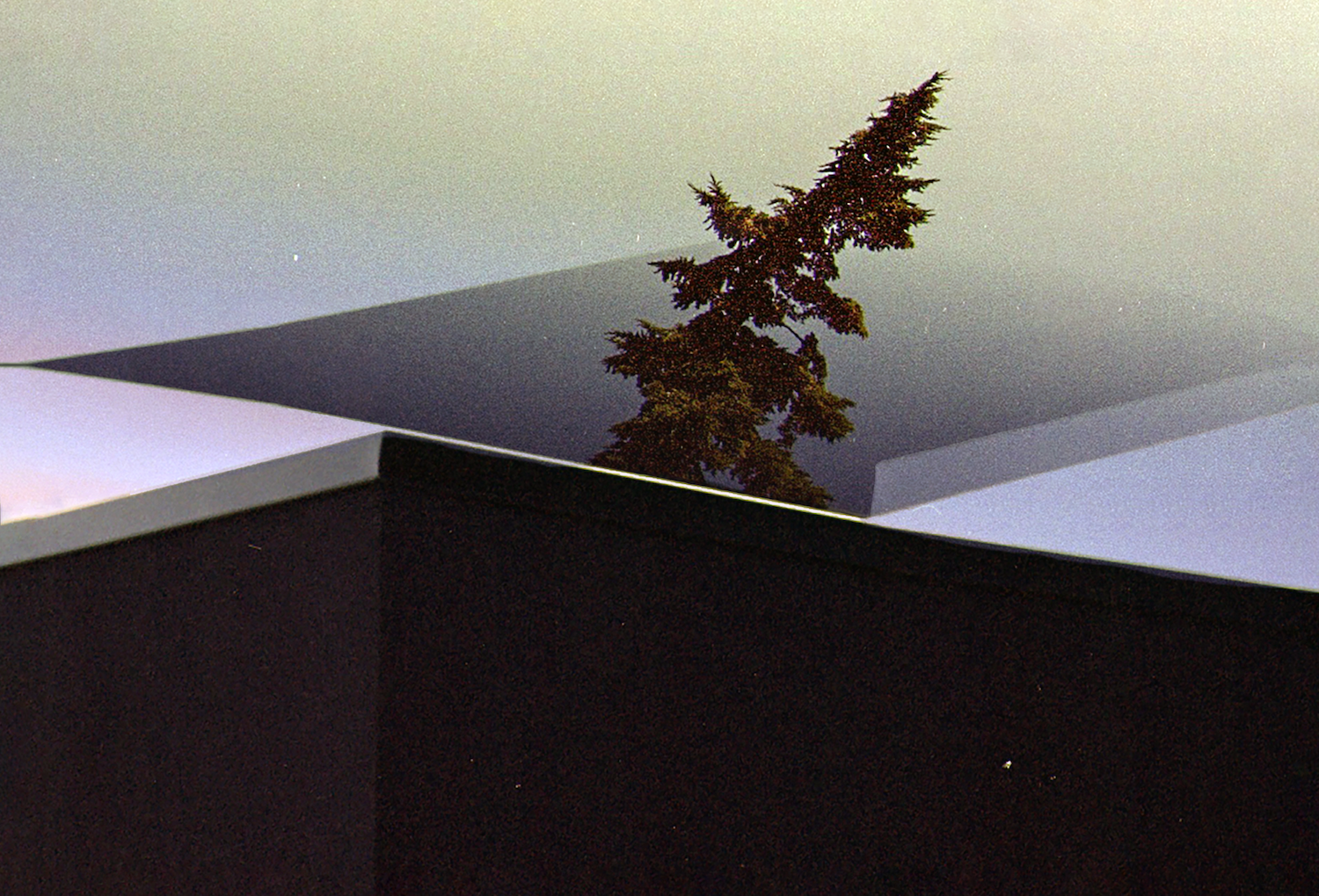 A fir tree rising out of a black box